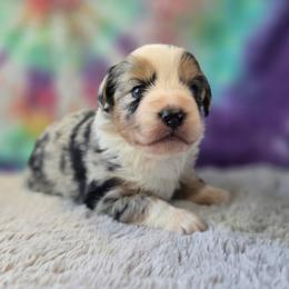 Dolly - Blue merle female Miniature Australian Shepherd puppy in Church Hill, Tennessee from Hippie Dog Haven