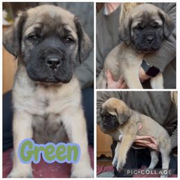 Green - Fawn male Mastiff puppy in Jonesville, South Carolina from Sunrise Mastiffs