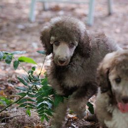 Poodle Puppies from Mystic Moon Poodles
