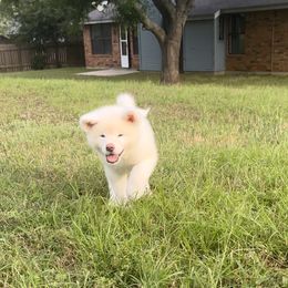Japanese Akitainu Puppies from Winmont Akitas