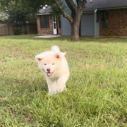 Japanese Akitainu Puppies from Winmont Akitas