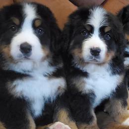 Bernese Mountain Dogs and Cairn Terriers from CreekTop