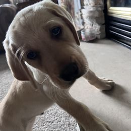 Labrador Retriever Puppies from Hunter’s Moon Retrievers