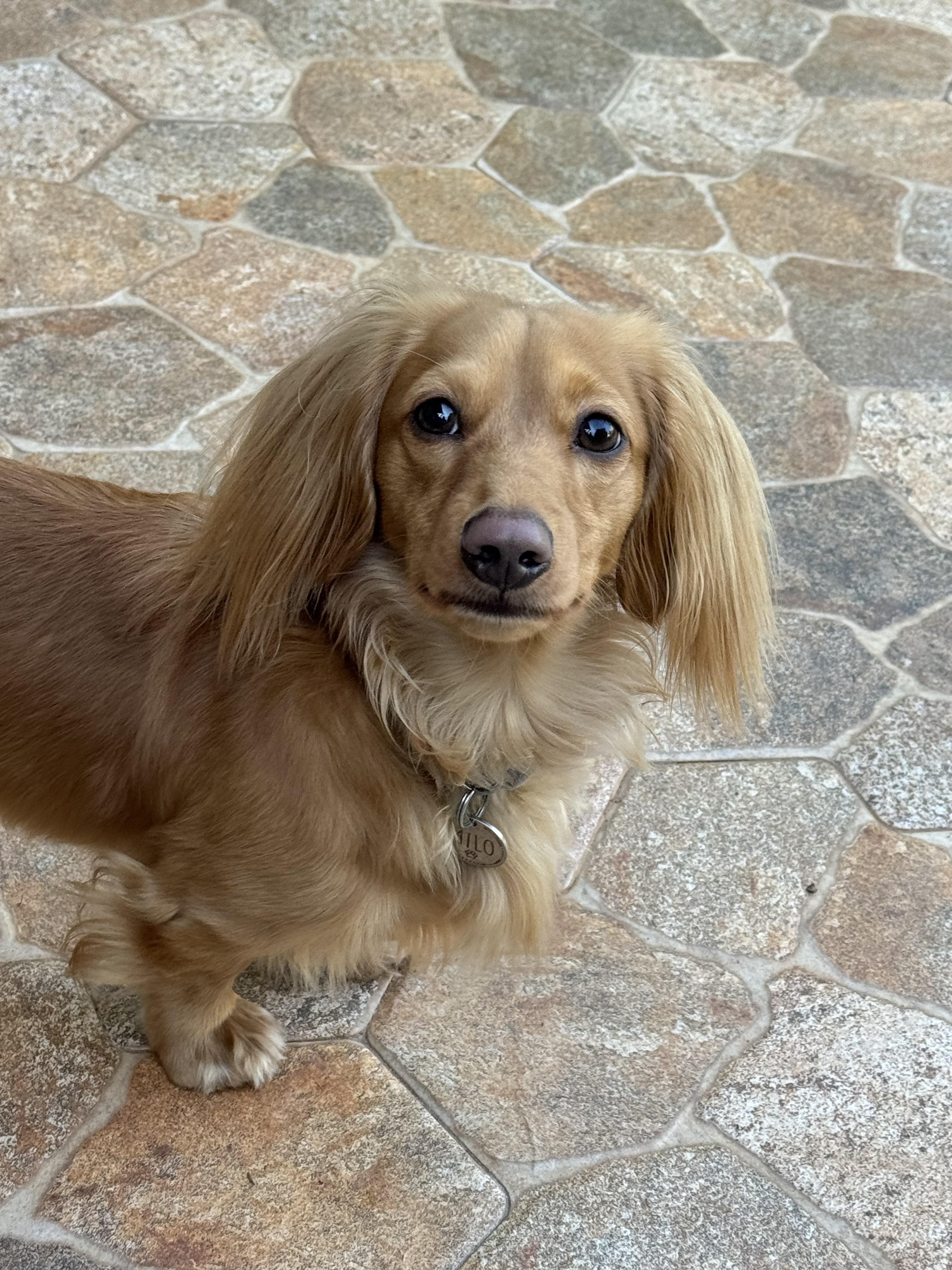 Milo