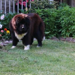 Flower - Newfoundland
