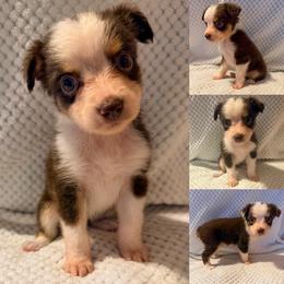 Red tri female - Red tri female Toy Australian Shepherd puppy in Brooker, Florida from Honey, I Shrunk the Aussies