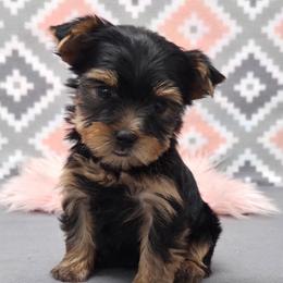Pixie - Blue and gold female Yorkshire Terrier puppy in Monticello, Iowa from Ashley’s Puppies