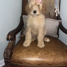 Girl 3 - Cream female Goldendoodle puppy in Lumberton, Texas from Southeast Texas Goldendoodles