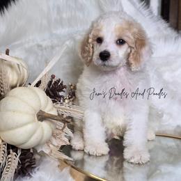 Remington - Parti male Poodle puppy in Cleveland, Georgia from Jam's Doodles And Poodles