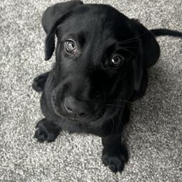Labrador Retriever Puppies from Sleepy Hound Farm