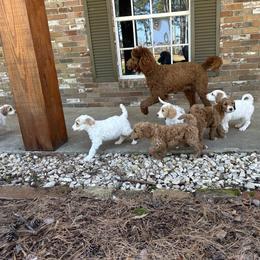 Goldendoodle Puppies from Valentine Kennels