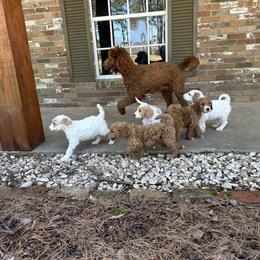 Goldendoodle Puppies from Valentine Kennels