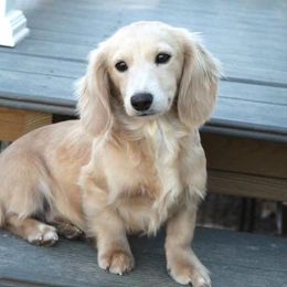 Gus - Cream male Dachshund puppy in Spotsylvania Courthouse, Virginia from Doma Za Dachshunds