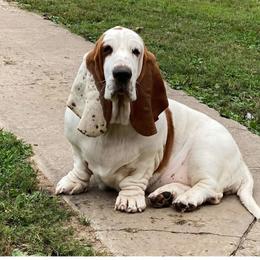 Scarlet - Basset Hound