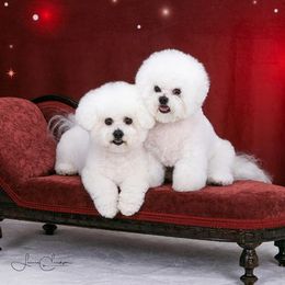 Bichon Frises from Phantom Bichons
