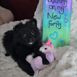 Flop - Black parti male Pomeranian puppy in Newport News, Virginia from Itty Bitty Poms