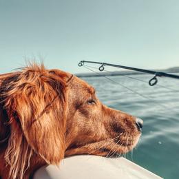 Golden Retrievers and Poodles from The Dogstead