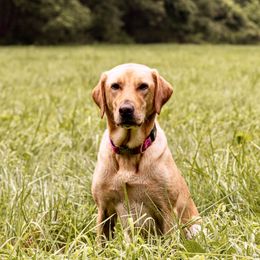 Labrador Retrievers from Hunter Mill Retrievers, LLC