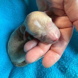 Boy 2 - Apricot male Goldendoodle puppy in Kearneysville, West Virginia from Daydreamer