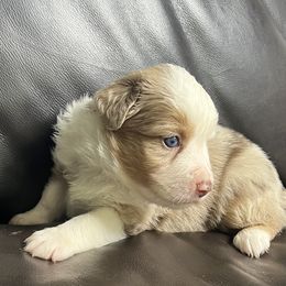 Dallas - Red Merle Male Blue Eyes - Red merle male Miniature Australian Shepherd puppy in Taunton, Massachusetts from Checkered Flag Champions Mini Aussies