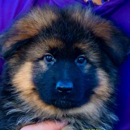 Girl 2 - Black and red female German Shepherd puppy in Alvarado, Texas from King Of Zion German Shepherds