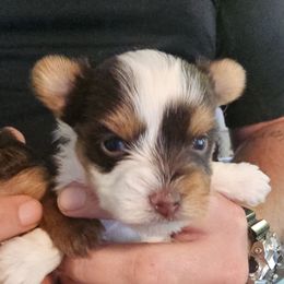 Titan - Parti male Yorkshire Terrier puppy in Hamilton, Ohio from Purebred Yorkies of Ohio