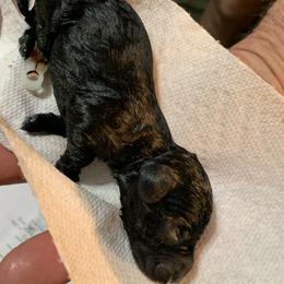 Miniature Schnauzer Puppies from Circle R Ranch