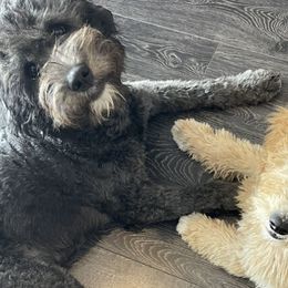 Aussiedoodles, Goldendoodles, and Labradoodles from Patriot Family Paws