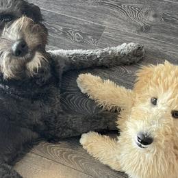 Aussiedoodles, Goldendoodles, and Labradoodles from Patriot Family Paws