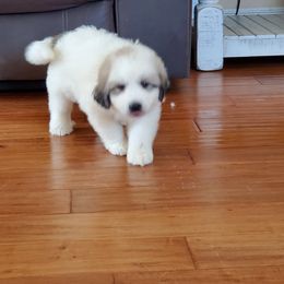 Great Pyrenees Puppies from Gulf Coast Pyrenees