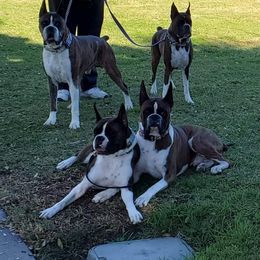 Boxer All Grown Up from Mircoa Boxers