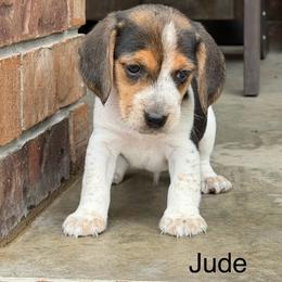 Jude - Black tan and bluetick male Beagle puppy in Mansfield, Missouri from Rippee Creek Kennel