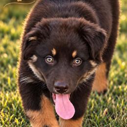 Kip - Red tri-color male Australian Shepherd puppy in Nowata, Oklahoma from 4Feathers