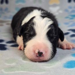 Avada Kedavra - Black and white female Border Collie puppy in Chicora, Pennsylvania from Riverwood
