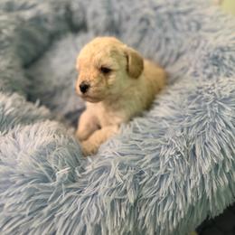 Peatie - Cream male Poodle puppy in Brandenburg, Kentucky from Paradise Poodles