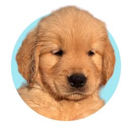 Light Blue - Golden Golden Retriever puppy in Lakeville, Massachusetts from Platinum Golden Retrievers