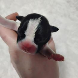 Splash male - Black brindle and white male Boston Terrier puppy in Catawba, North Carolina from Lil Wiggles Boston Terriers
