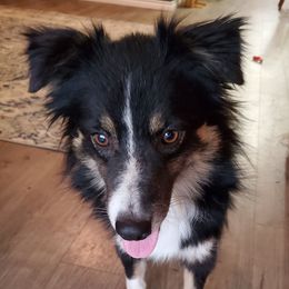 Delta - Australian Shepherd