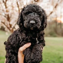 Dizzy Gillespie - Black male Labradoodle puppy in Orange, Virginia from Hillcrest Labradoodles