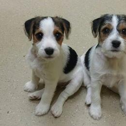 Jack Russell Terrier Puppies from Avalanche Acres