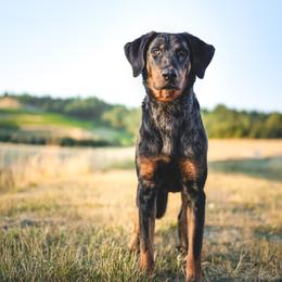 Beauceron All Grown Up from Feu de l'Âme Beaucerons