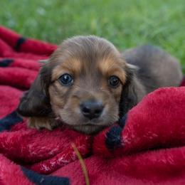 Tater - Cream male Dachshund puppy in Perry, Florida from EntityDachs