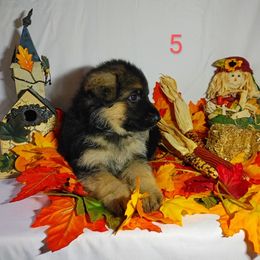 German Shepherd Puppies from Kindheitstraum Kennels