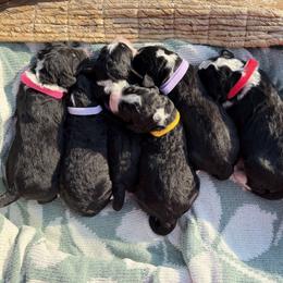 Bernedoodle Puppies from Veterinarian Raised Bernedoodles