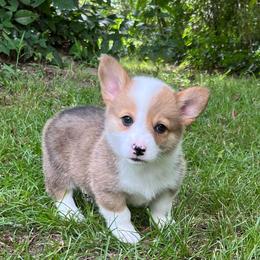 Leroy - Red male Pembroke Welsh Corgi puppy in Hope, Arkansas from Foxy Knoll Farm