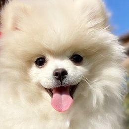 Pomeranians from Real Puppies of Beverly Hills