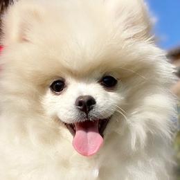Pomeranians from Real Puppies of Beverly Hills
