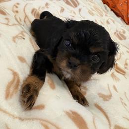 Blk and tan girl no 1 - Black and tan female Cavalier King Charles Spaniel puppy in Melbourne, Florida from Majestic Cavaliers of Melbourne FL