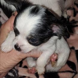 Boy 1 - Black and white male Chihuahua puppy in Oklahoma City, Oklahoma from Teacup Chihuahuas and Friends
