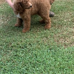 "Male" Poodle Puppies from GingerLane Poodles